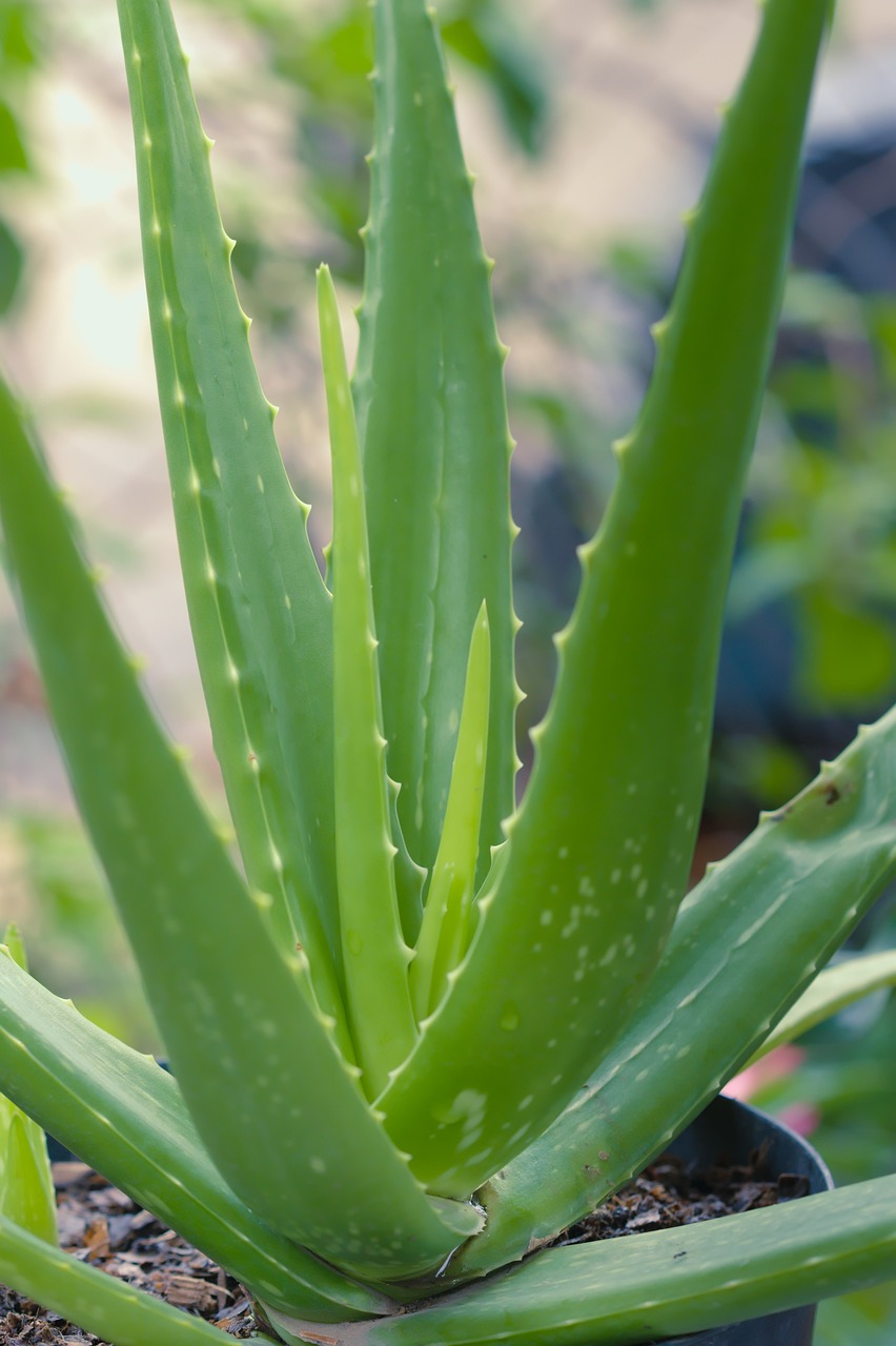 Aloe Vera for pimples